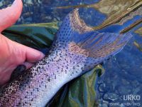 Sava Bohinjka - Fisheries Research Institute of Slovenia