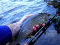 Sava Bohinjka - Fisheries Research Institute of Slovenia