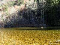 Sava Bohinjka - Fisheries Research Institute of Slovenia