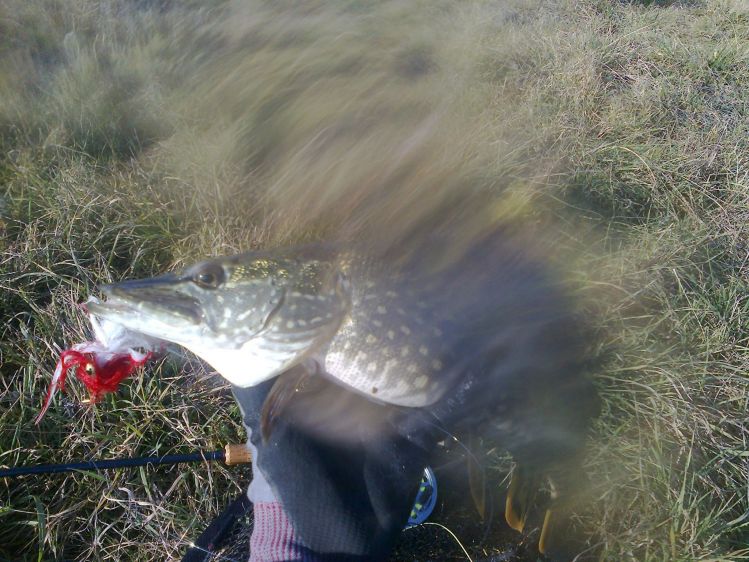 Bad photo and small fish, but New Year's Eve 2015 last fish :)