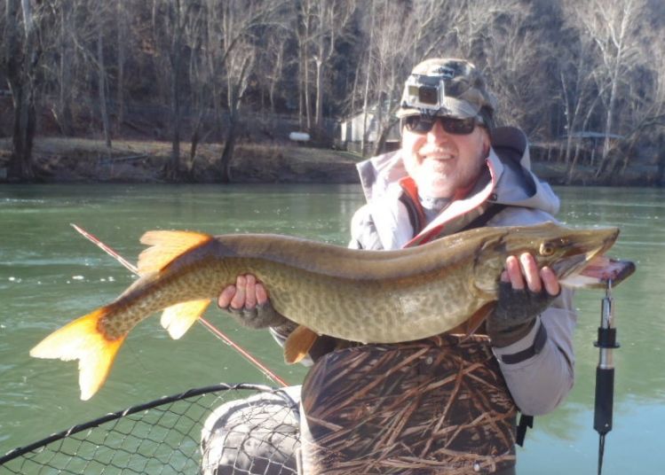 First fish and musky of 2016.  Caught her on Bill Sherer's Figure 8 fly, while "figure eighting" her.