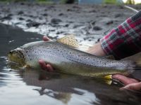 Fly fishing picture