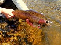 Fly fishing picture