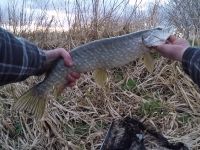 A lovely pike