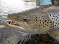 Foto de pesca con mosca