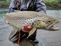 Fly fishing picture