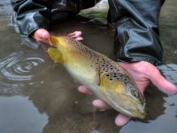 Fly fishing picture