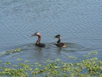 Pareja de Hualas