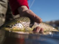 Fly fishing picture