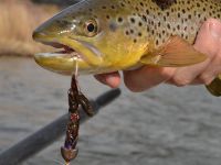 Fly fishing picture