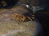 Foto de pesca con mosca