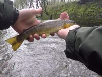 Biggest Trout of the day and a new PB for me!