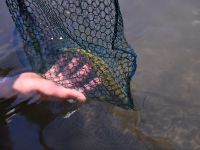 Foto de pesca con mosca