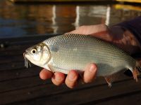 Foto de pesca con mosca