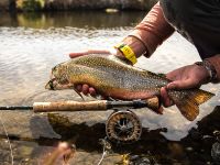 Fly fishing picture