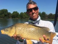 Common carp on fly.