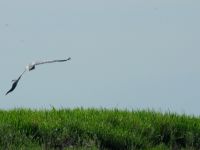 Fly fishing picture