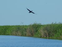 Fly fishing picture