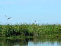 Fly fishing picture