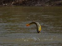 Foto de pesca con mosca