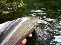 Fly fishing in Slovenia with Urko Fishing Adventures