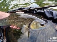 Fly fishing in Slovenia with Urko Fishing Adventures