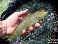 Fly fishing in Slovenia with Urko Fishing Adventures - Sava Bohinjka