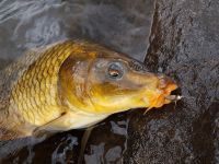 Foto de pesca con mosca