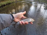 The Lady of the River