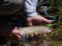 Foto de pesca con mosca