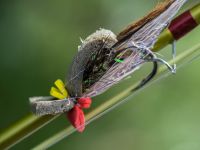 Fly fishing picture