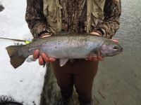 Steelhead 