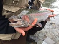 Steelhead 