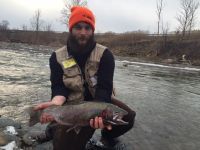 Steelhead 