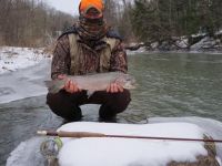 Steelhead 