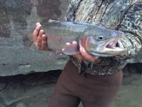 Steelhead 