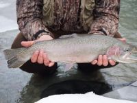 Steelhead 