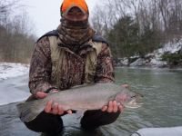 Steelhead 