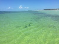 School of tarpon cruising the shore line in June