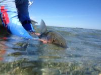 Bo rerleasing a bonefish