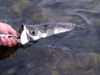 Baby tarpon on a popper..