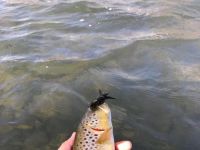 Fly fishing picture