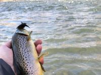 Fly fishing picture