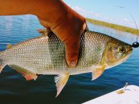 Foto de pesca con mosca