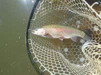 Fly fishing picture