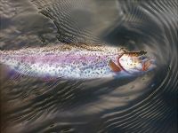 Foto de pesca con mosca