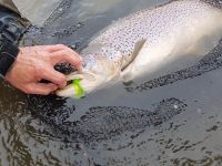 Foto de pesca con mosca