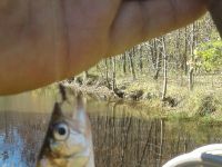 Foto de pesca con mosca