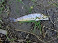 Brown trout