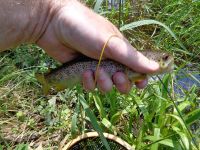 Brown trout